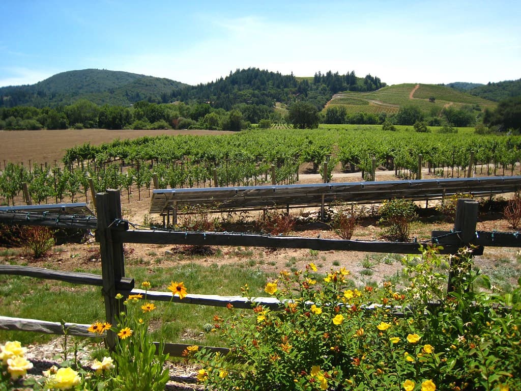 Vineyards and wooded hills of upper Dry Creek Valley beyond a rail fence and flowers at Dutcher Crossing