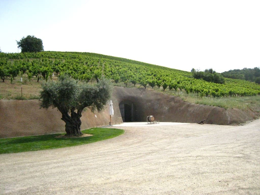 Old olive tree beside the arched wine-cave entrance cut into the vineyard hillside at Bella