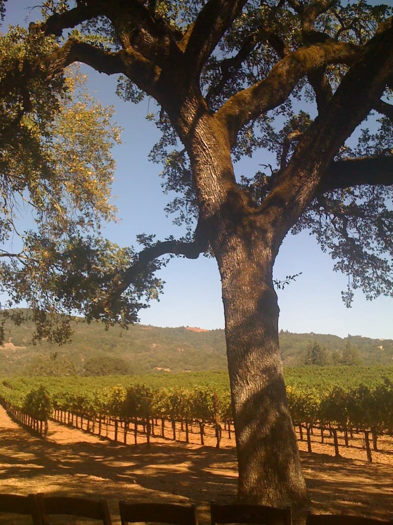 Big valley oak shading the edge of the vineyard rows at B.R. Cohn Winery