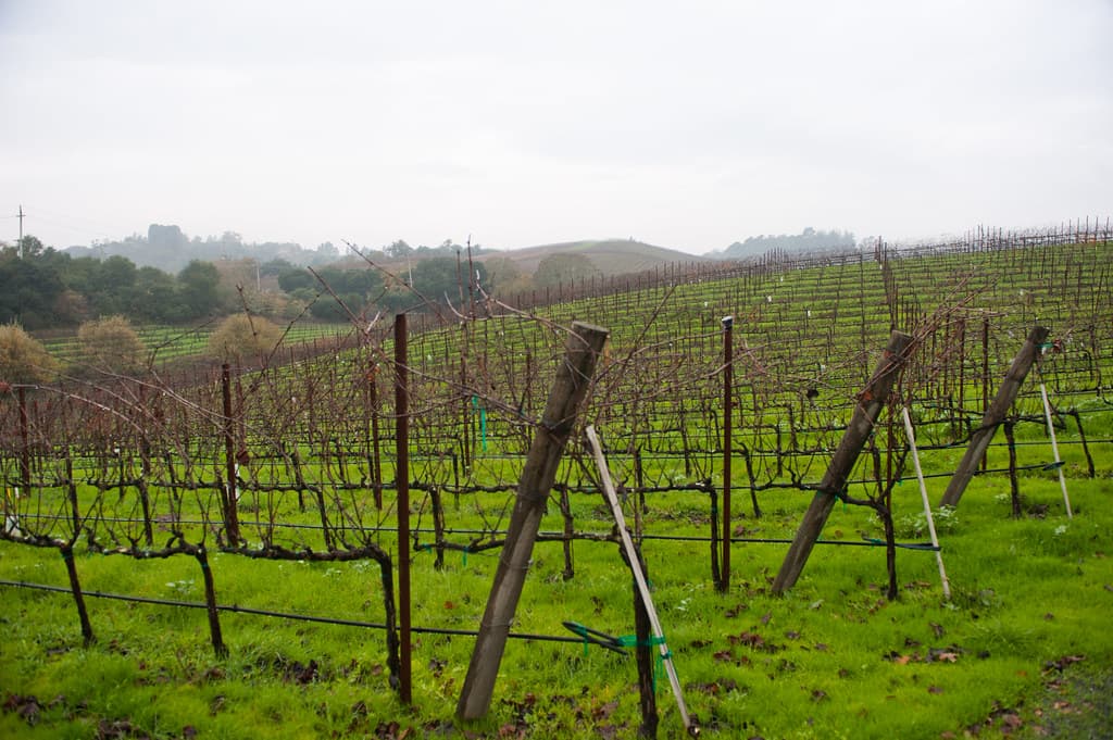Dormant winter vines over bright green grass rolling toward low hills at Balletto Vineyards