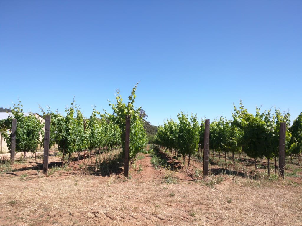Rows of leafy grapevines under a clear blue sky in the estate vineyard at Imagery Estate Winery