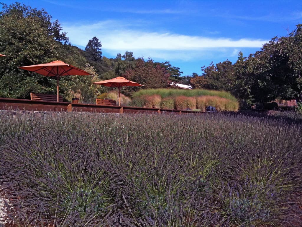 Field of lavender below a terrace with orange umbrellas and tall ornamental grasses at Matanzas Creek Winery