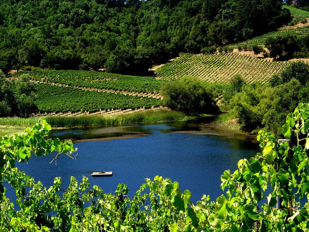 Blue pond below terraced hillside vineyards and forest at the Michel-Schlumberger estate