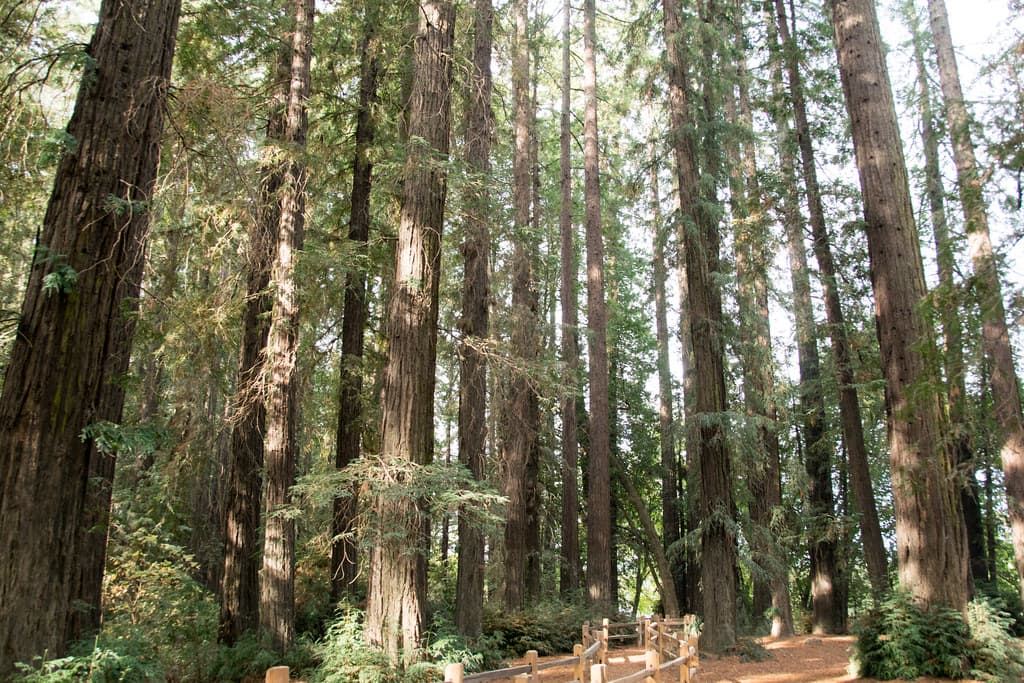 Tall coast redwoods and a split-rail fence along the path through the redwood grove at Riverfront Regional Park
