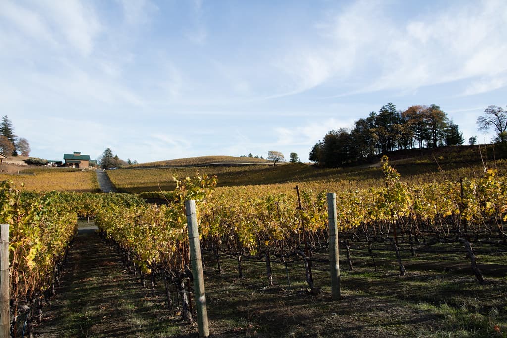 Golden autumn vines rolling up a hilltop to the winery buildings and oaks at Pride Mountain Vineyards