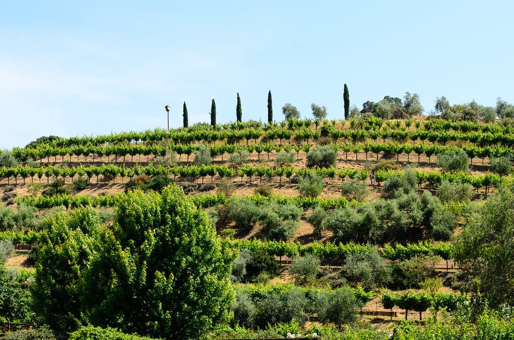 Terraced hillside of vines and olive trees topped by a row of cypresses at Benziger Family Winery