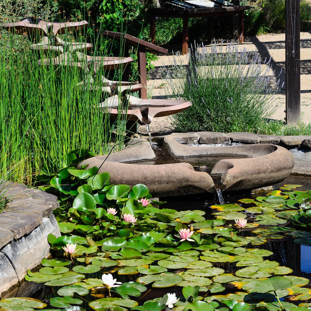 Water-lily pond with a sculpted stone fountain in the gardens at Benziger Family Winery