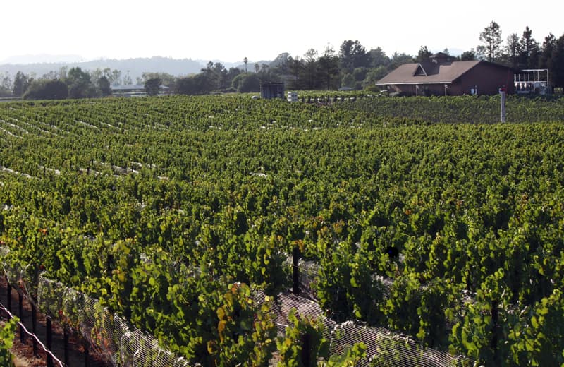 Rows of Martaella Vineyard vines in front of the Benovia winery buildings