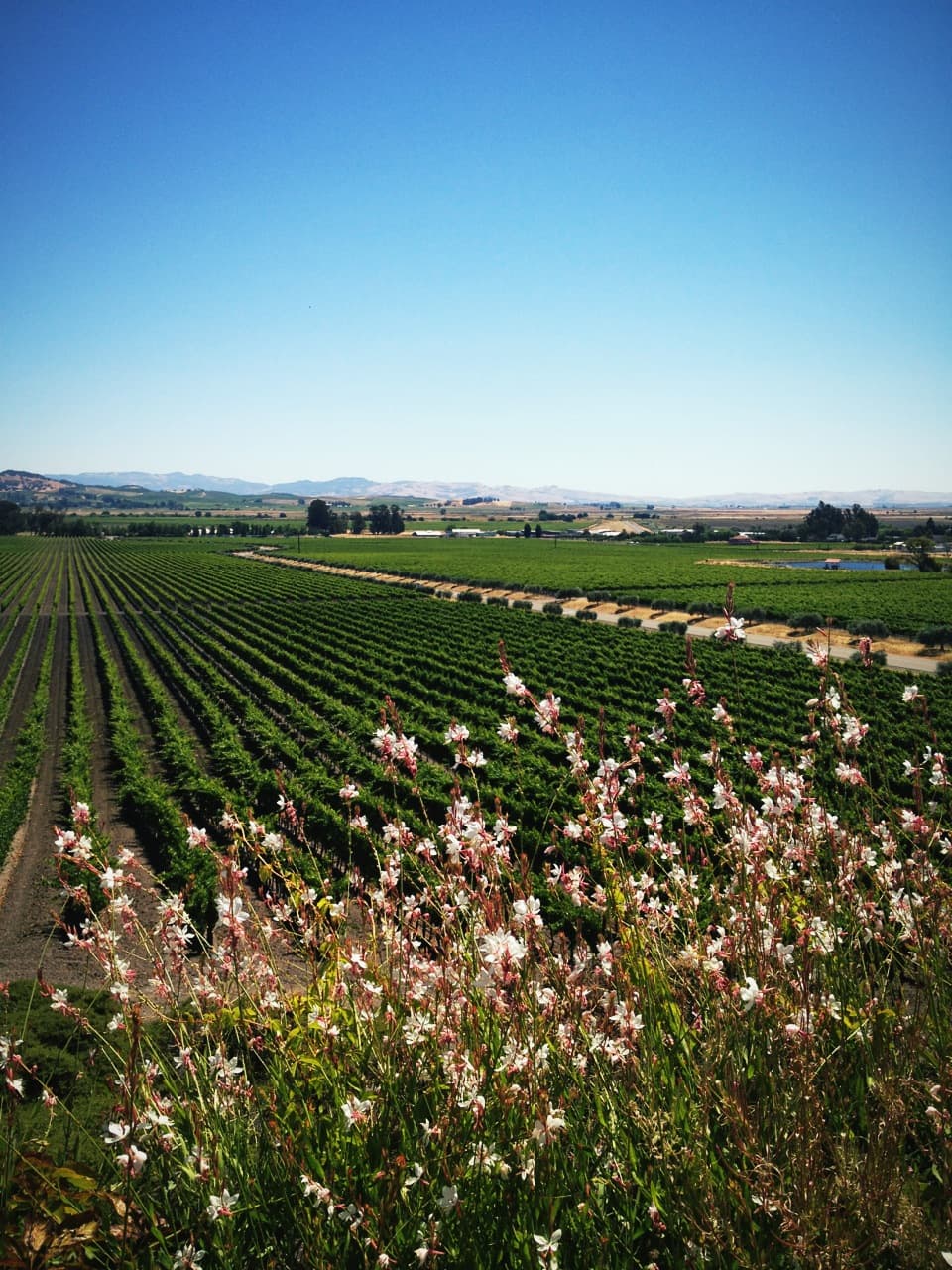 Long rows of Carneros vines running toward distant hills, with pink gaura flowers in front, at Gloria Ferrer