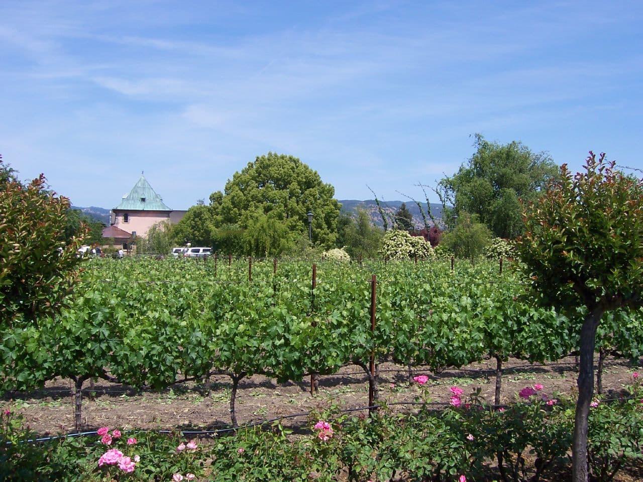 Rows of green vines edged with pink roses leading to the copper-roofed tower of Peju Winery in Rutherford