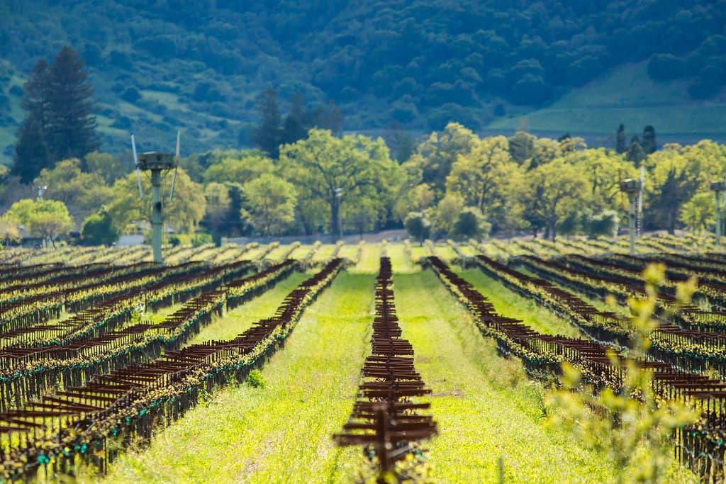 Photo: Melissa McMasters (CC BY 2.0) Spring vineyard rows and valley oaks under wooded hills, photographed at the Napa River Ecological Reserve near Yountville