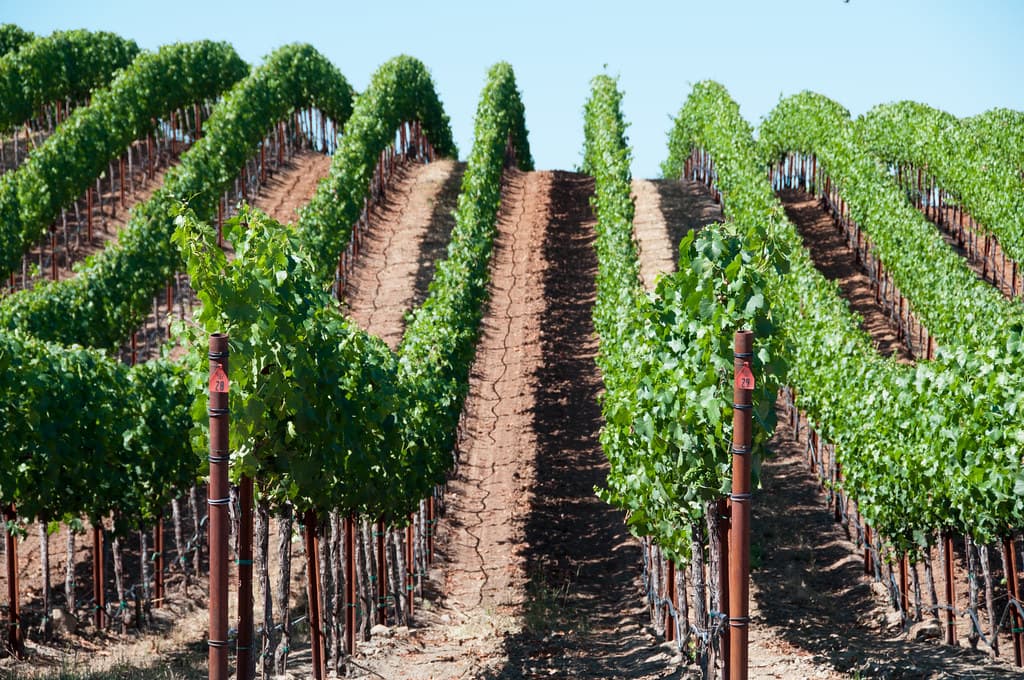 Rows of trellised Pinot Noir vines climbing a slope of red soil at Williams Selyem on Westside Road