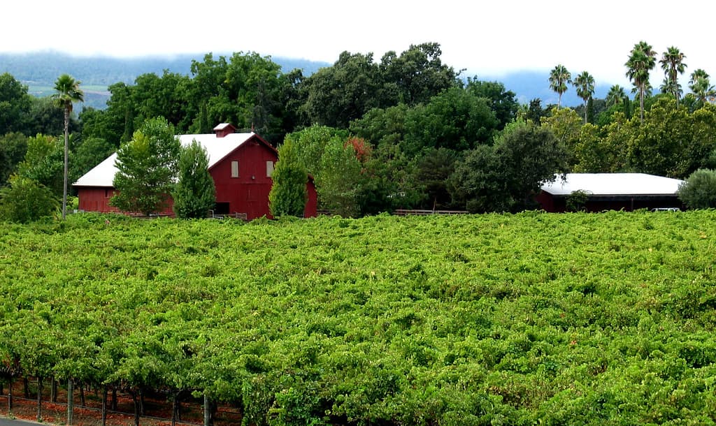 Photo: Christopher Sessums (CC BY-SA 2.0) Lush green vineyard in front of a red barn, oaks and palms at Round Pond Estate in Rutherford