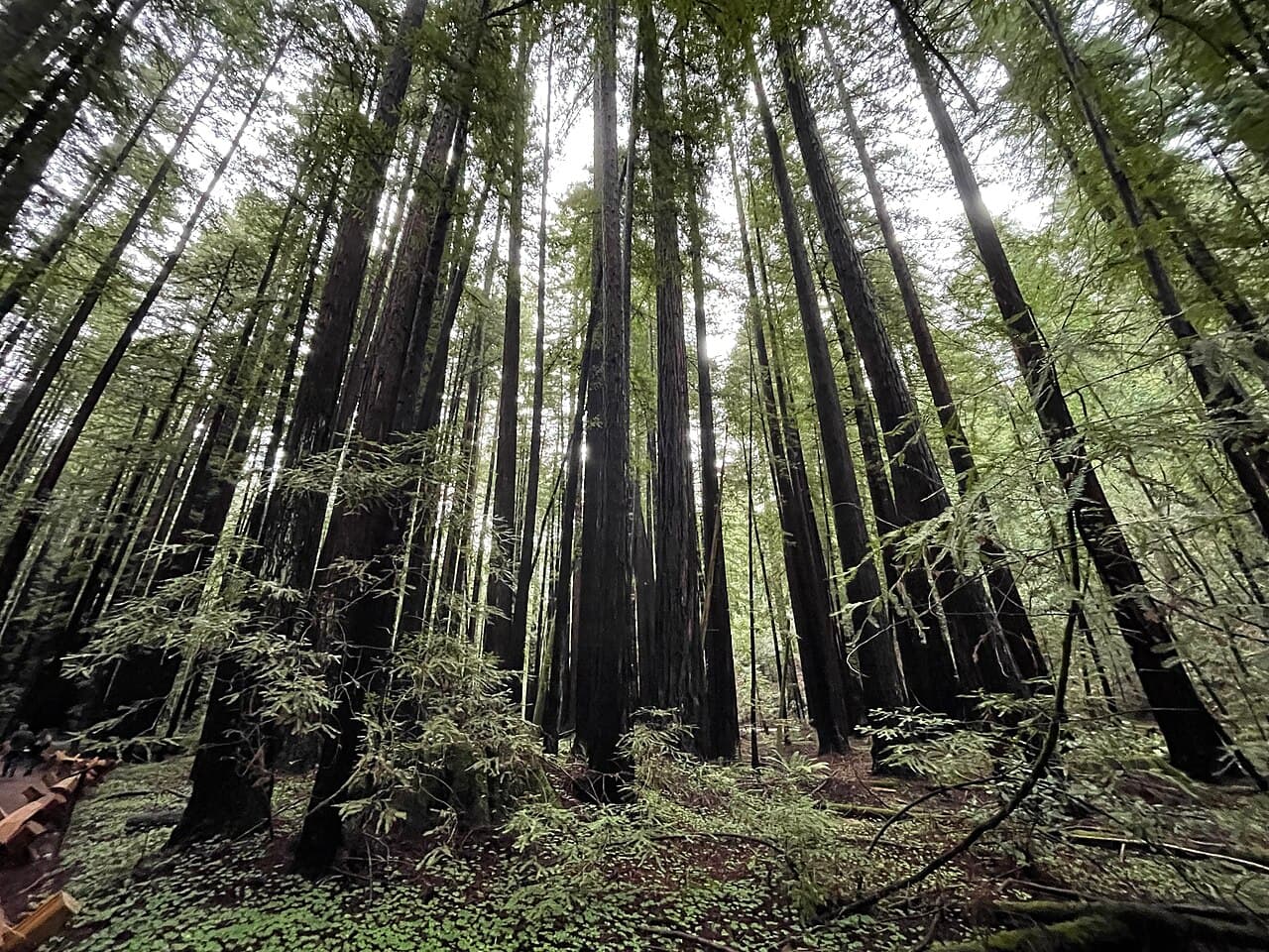 Tall, straight coast redwood trunks rising over a clover-covered forest floor in Armstrong Redwoods