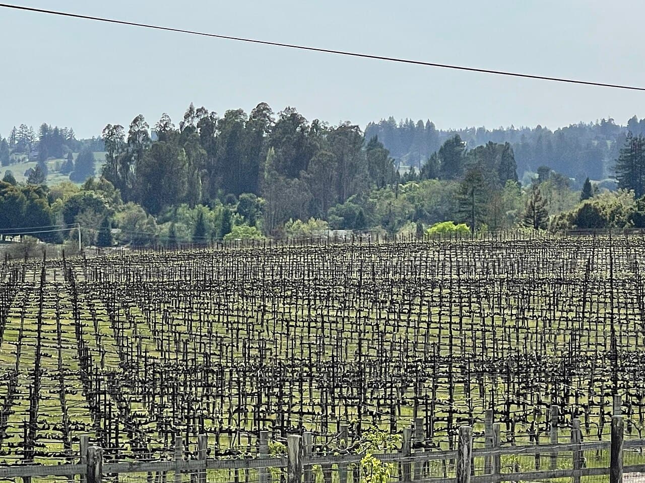 Rows of spring vines stretching toward eucalyptus and redwood trees at Emeritus Vineyards