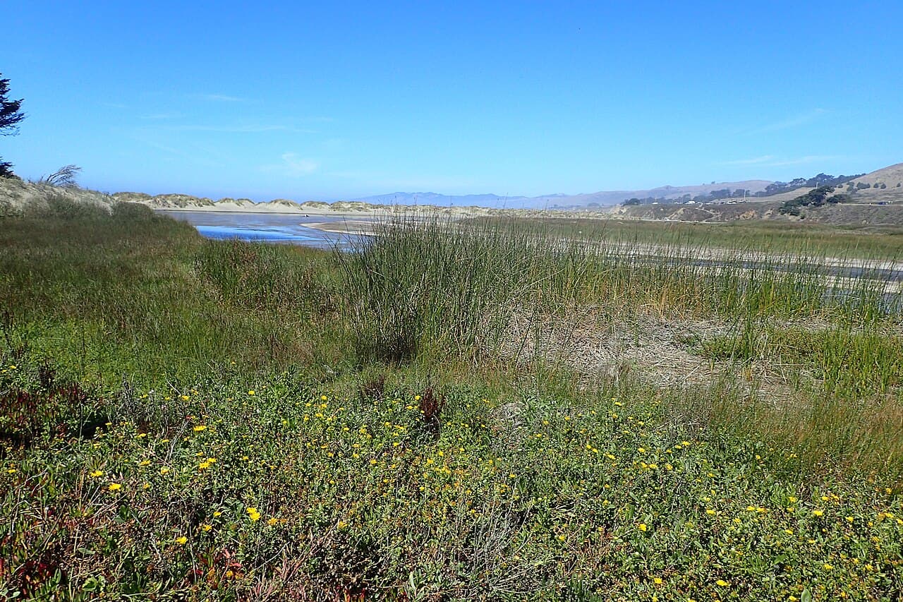 Salmon Creek lagoon glinting beyond coastal scrub and wildflowers in Sonoma Coast State Park