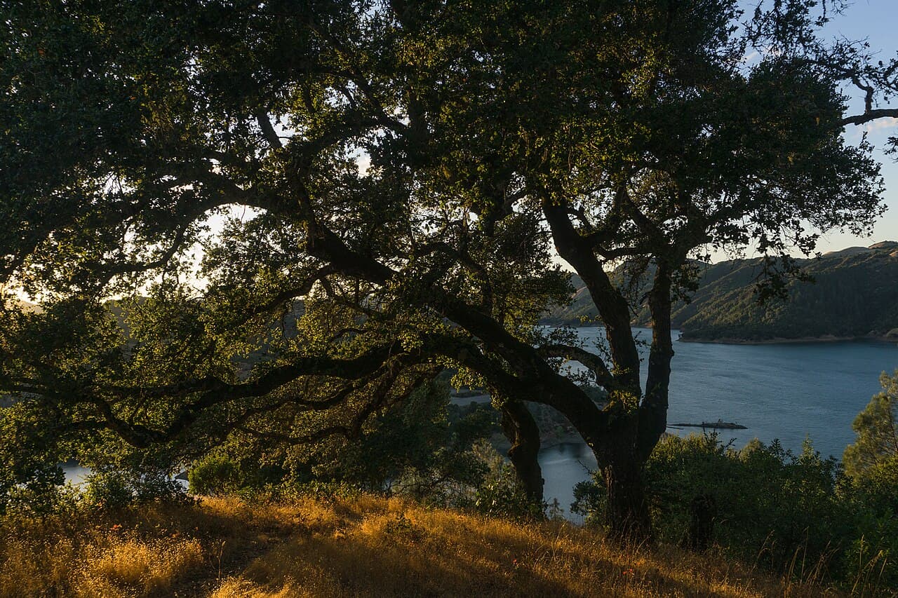 Spreading oak framing a glimpse of Lake Sonoma from the overlook above the dam