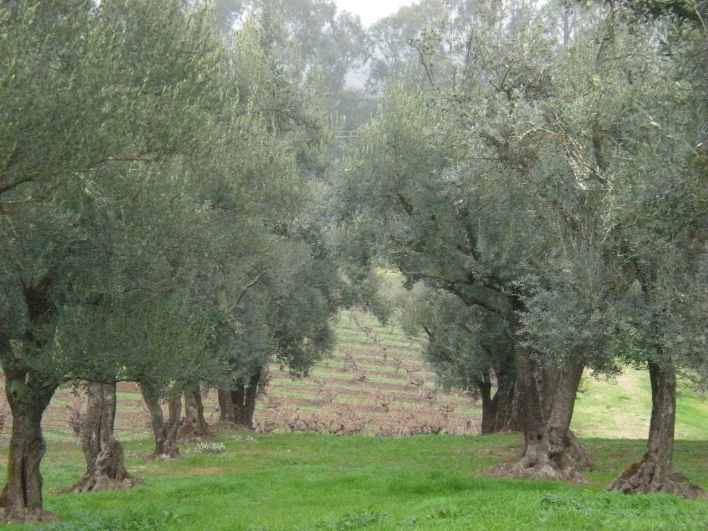 Photo: Sarah Stierch (CC BY 2.0) Grove of old olive trees on green grass above vineyard rows at B.R. Cohn Winery