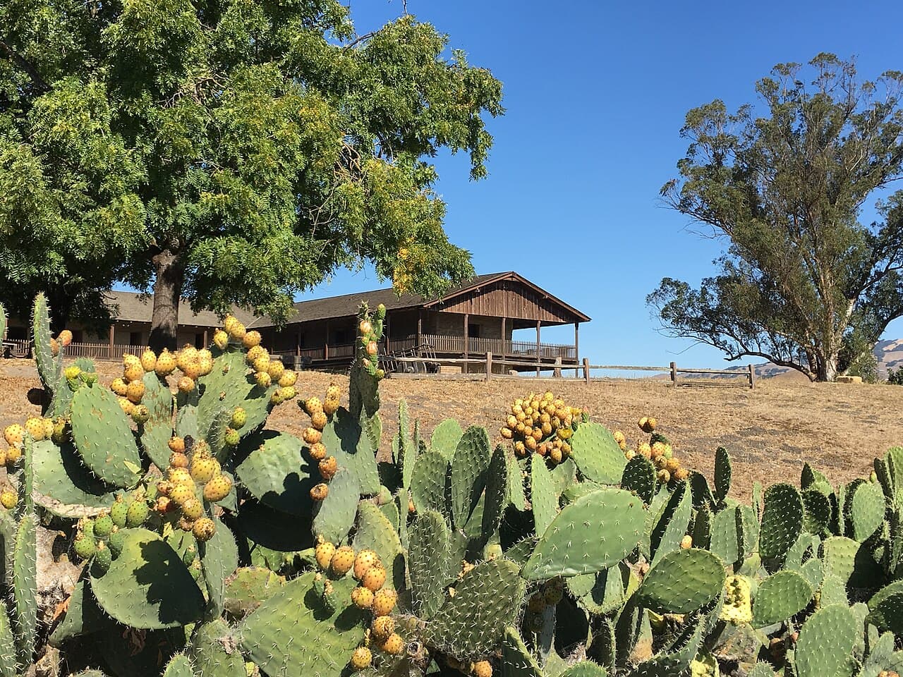 Prickly pear cactus in fruit before the two-story Petaluma Adobe under big shade trees