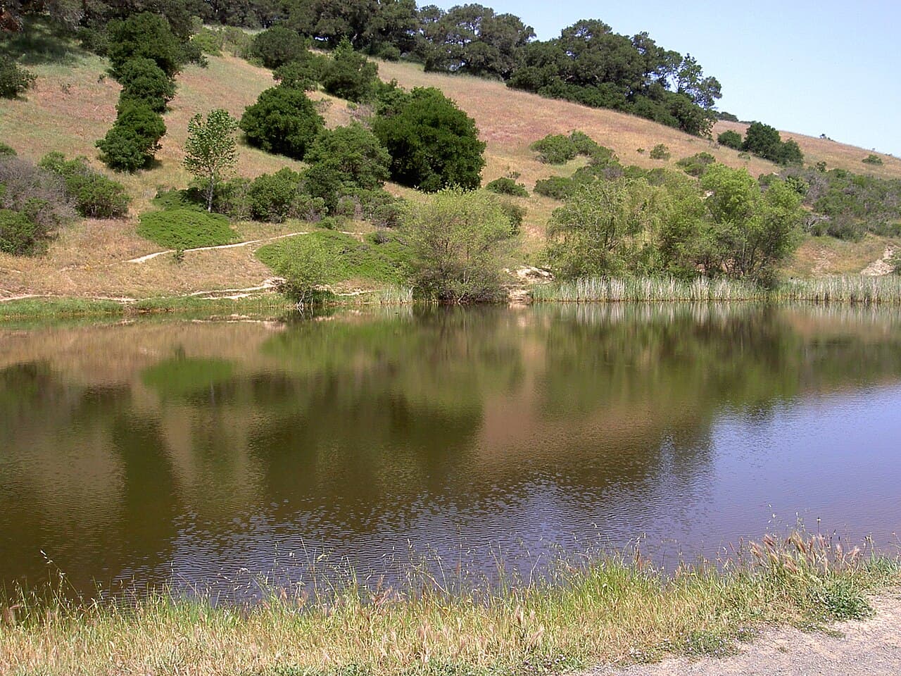 Pond reflecting oak-dotted grassy hills and a hiking trail at Helen Putnam Regional Park