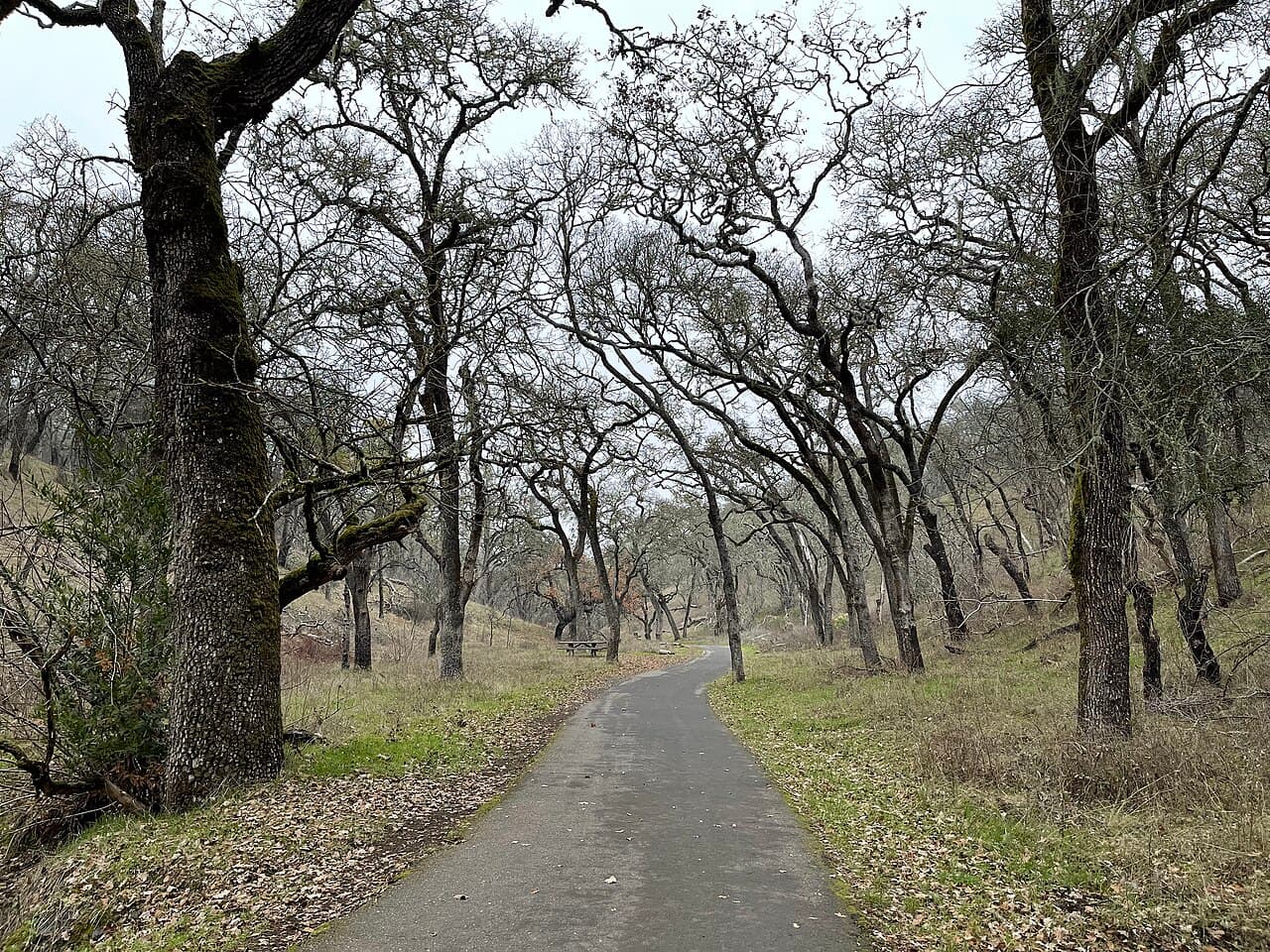 Paved path winding through a grove of oaks, with a picnic table in the distance, at Sonoma Valley Regional Park in winter