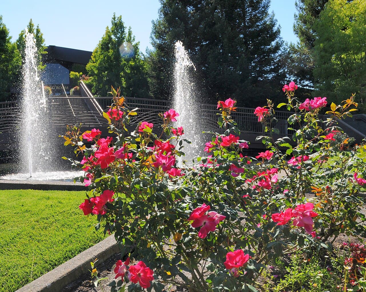 Fountains, rose bushes and lawn in front of the footbridge to the Rodney Strong tasting room