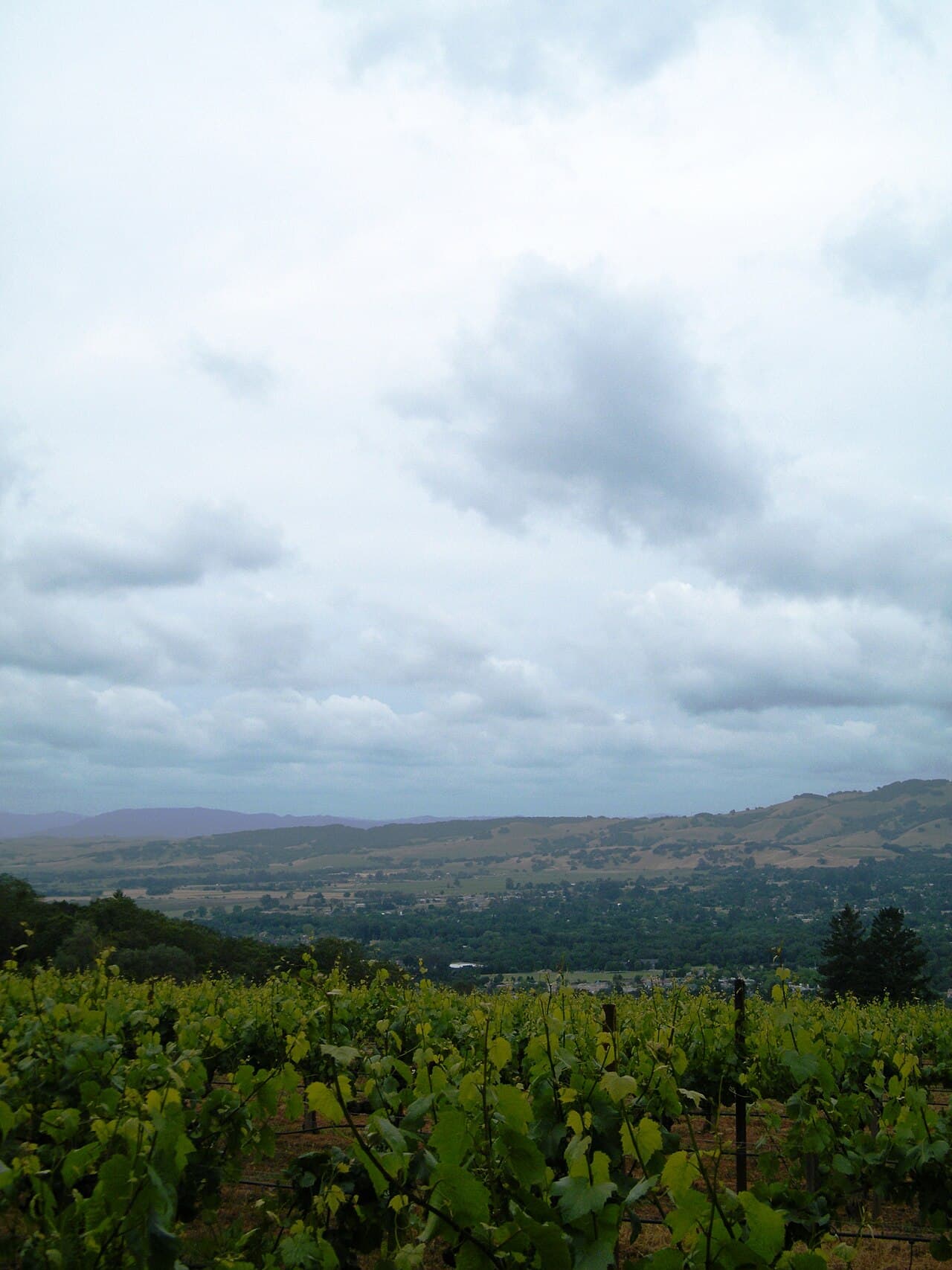 View from the hillside vines at Hanzell Vineyards across Sonoma Valley under a cloudy sky