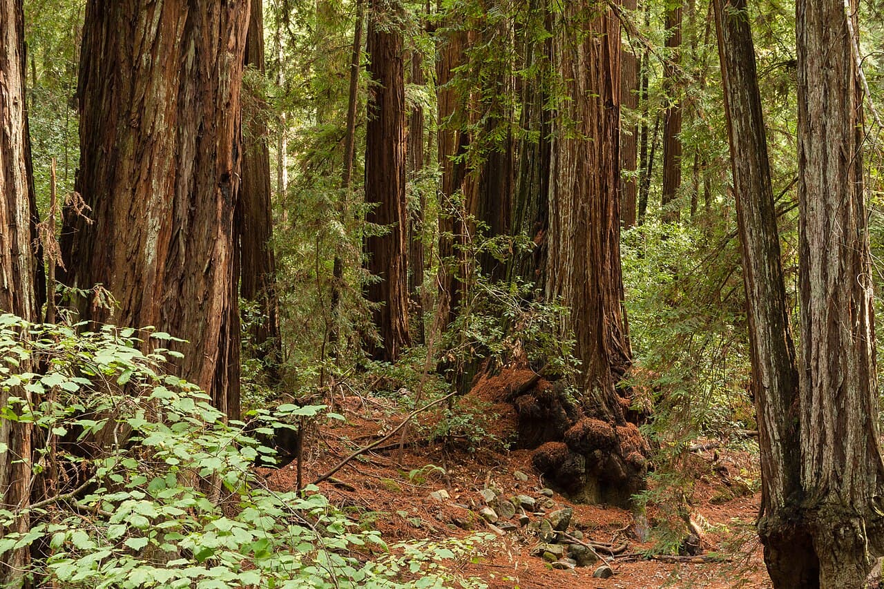 Towering coast redwood trunks and green understory in the grove at Armstrong Redwoods State Natural Reserve