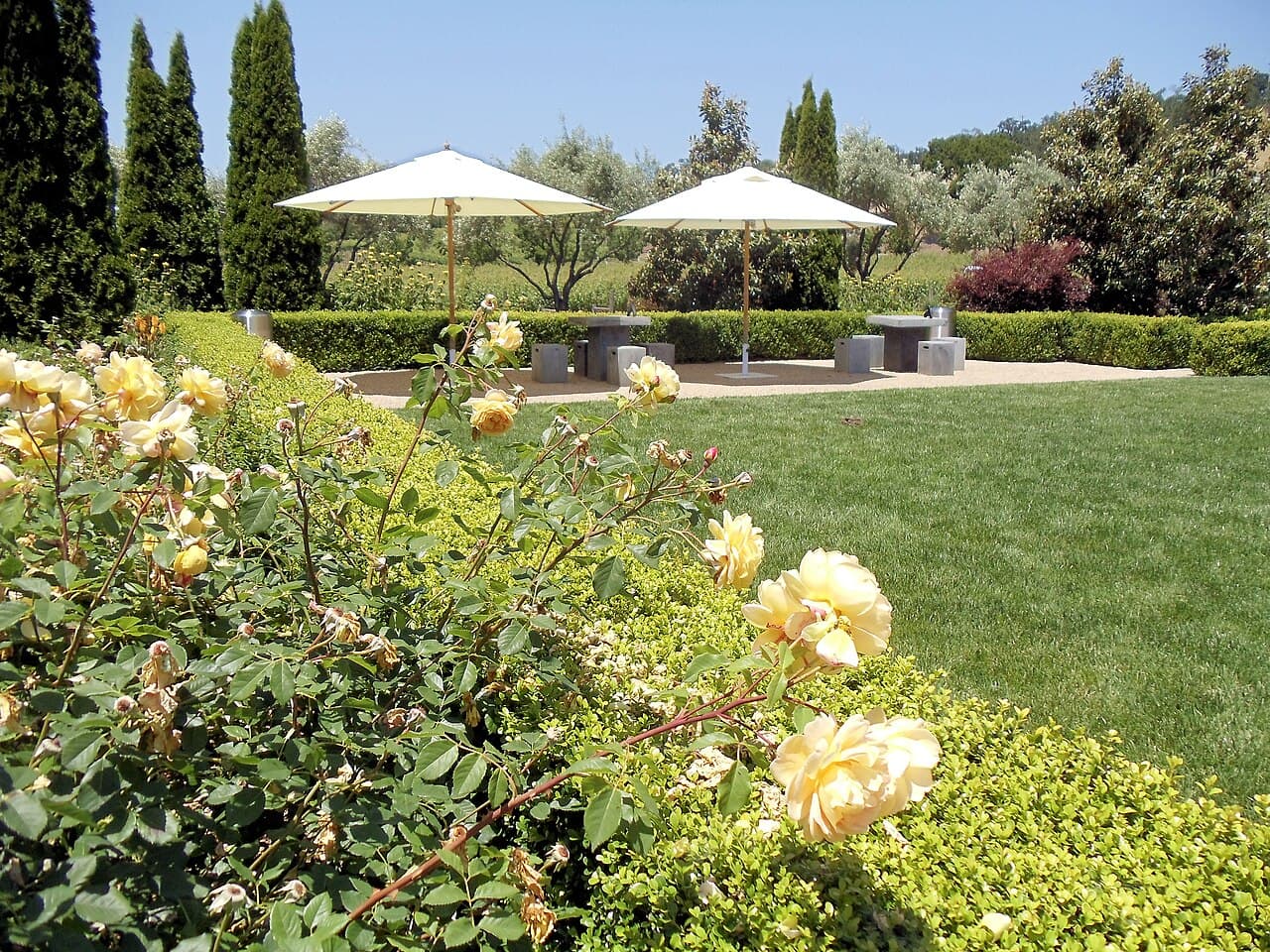 Manicured lawn with white umbrellas, yellow roses and Italian cypress in the garden at Darioush Winery, Napa