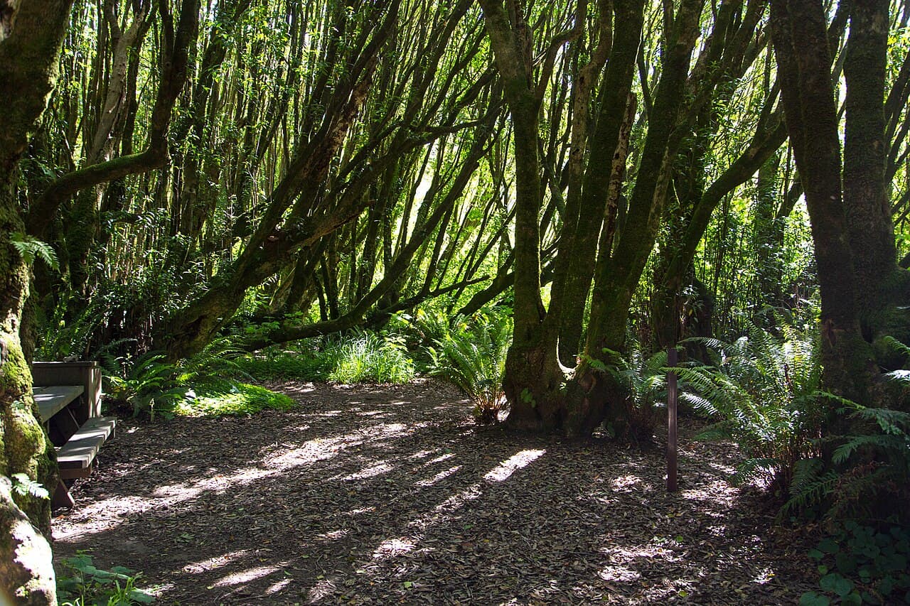 A wooden picnic table at the edge of a shaded, fern-lined grove clearing at Gualala Point Regional Park