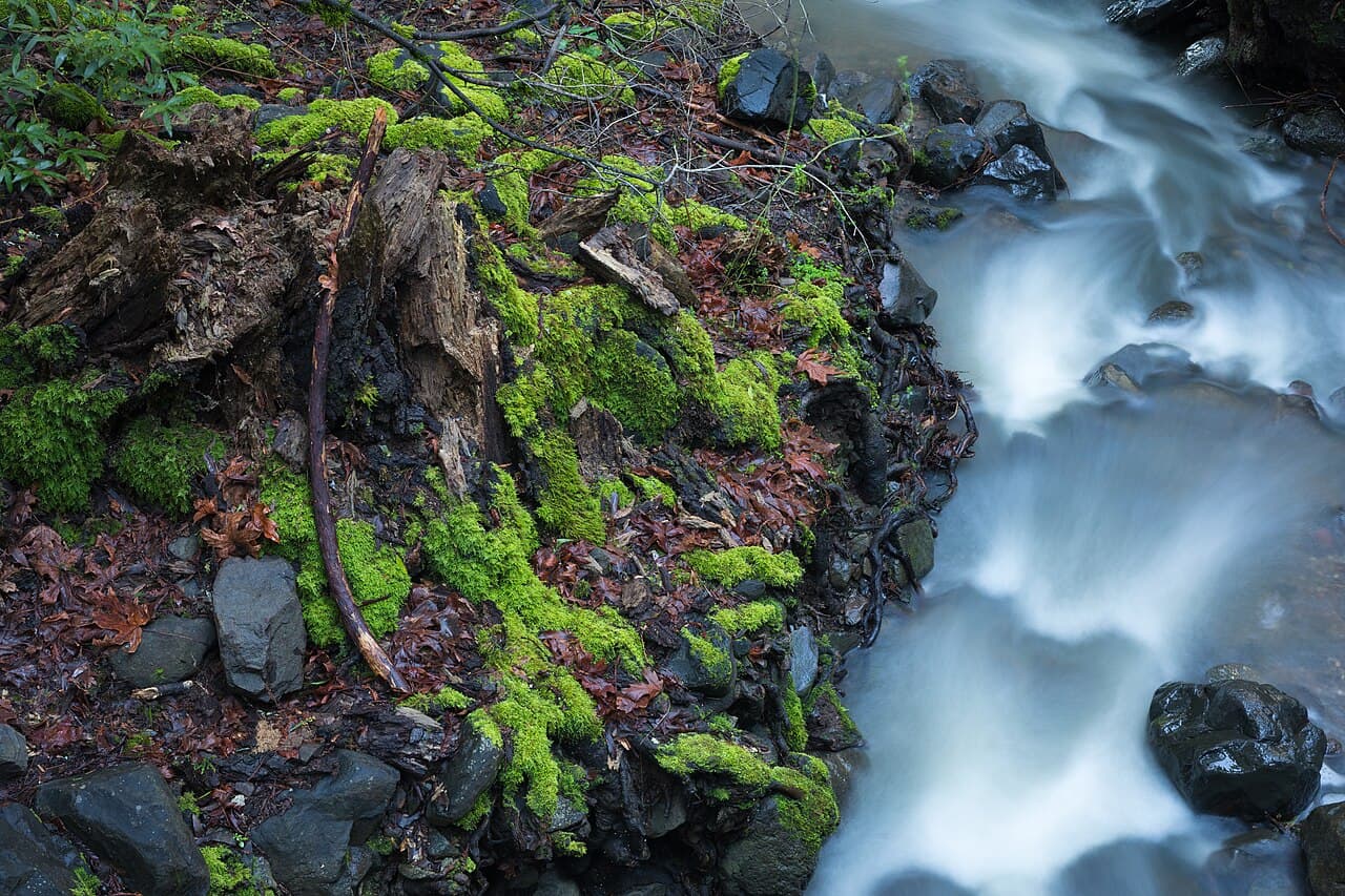 Matanzas Creek tumbling over dark rocks past bright green moss inside North Sonoma Mountain Regional Park
