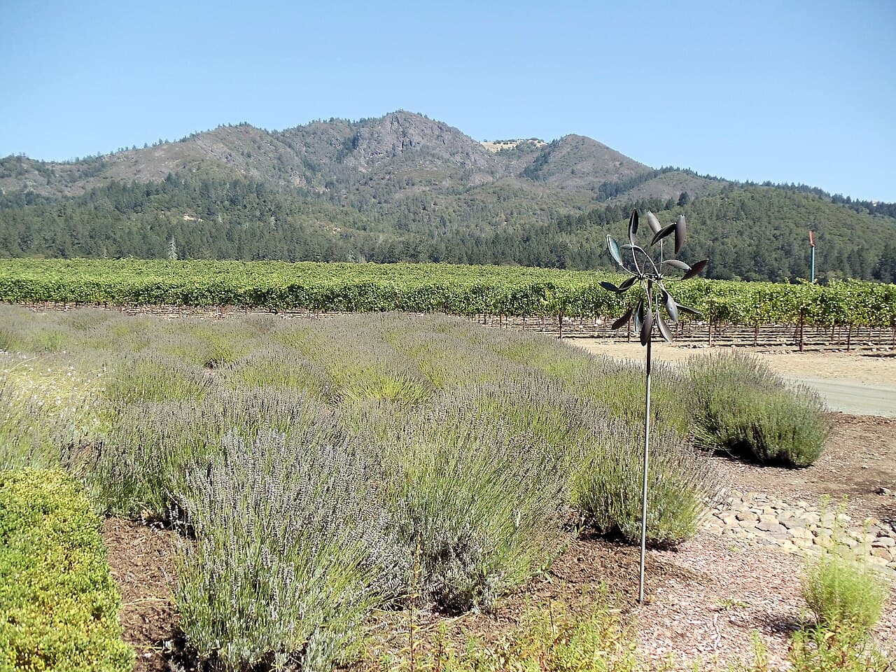 Lavender beds and a metal flower sculpture before vineyards and forested mountains at St. Francis Winery