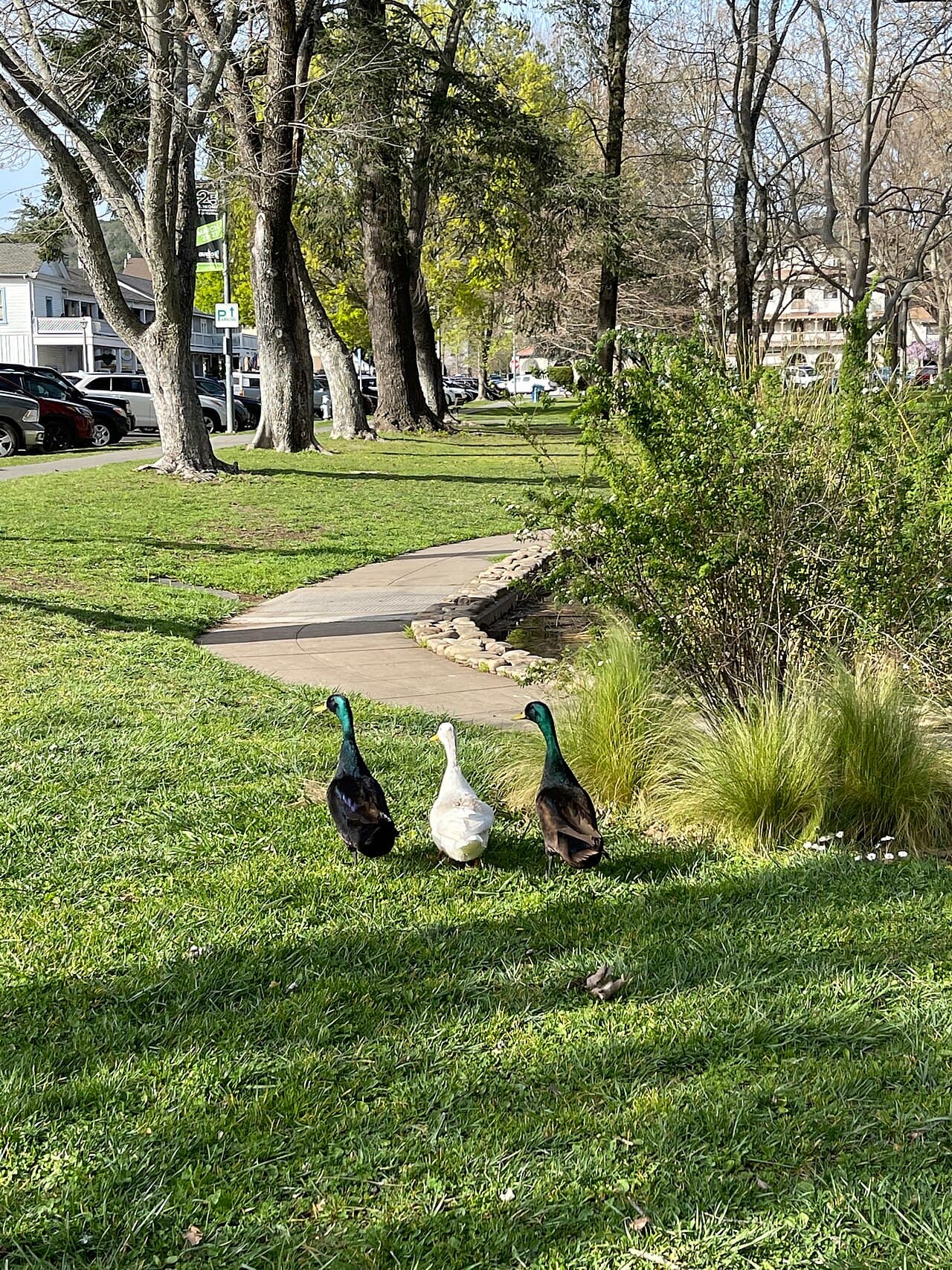 Three ducks on the grass beside a curving path on the lawn of Sonoma Plaza