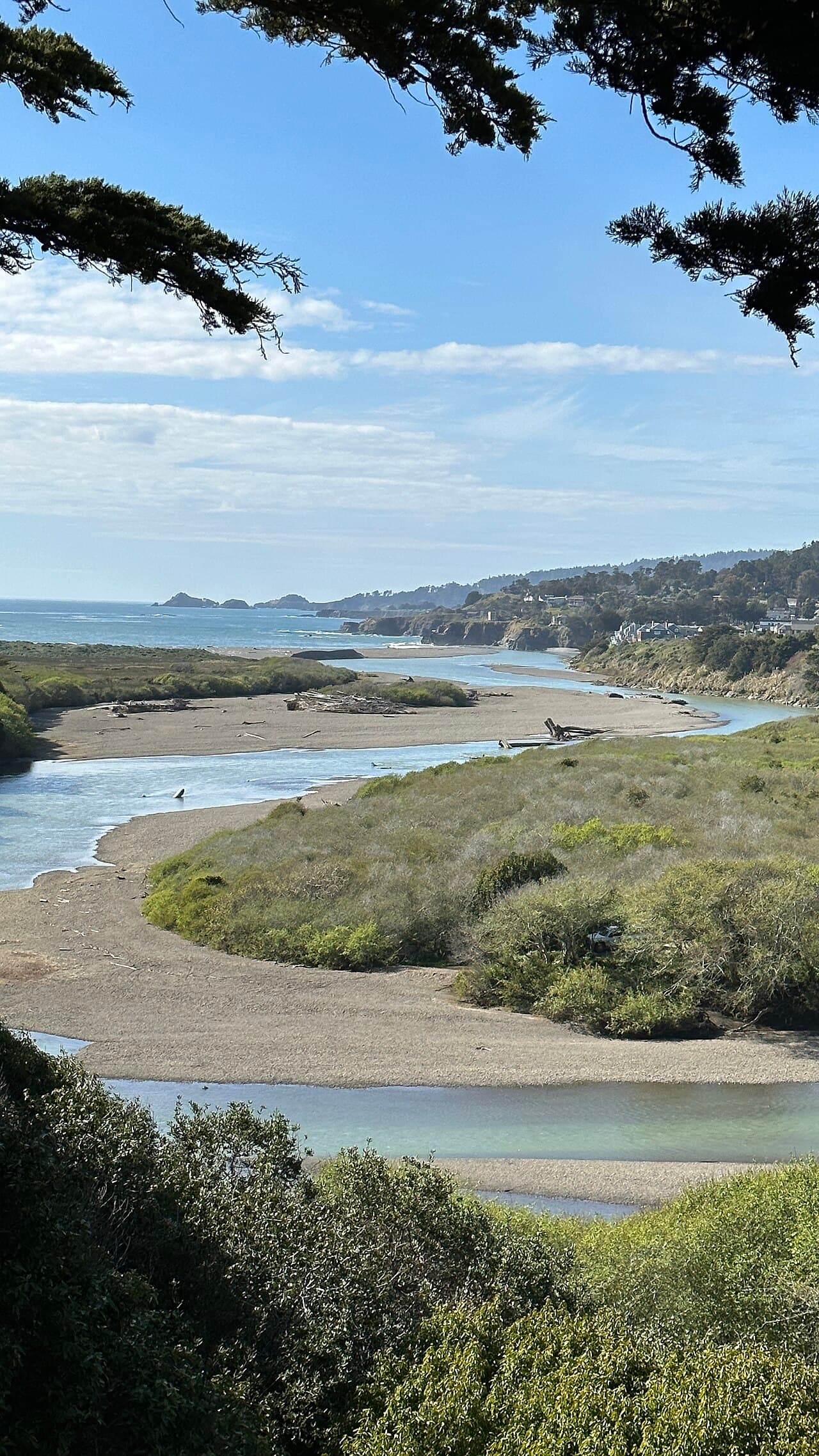View framed by cypress branches down to the Gualala River mouth, sandbar and coastline at Gualala Point Regional Park
