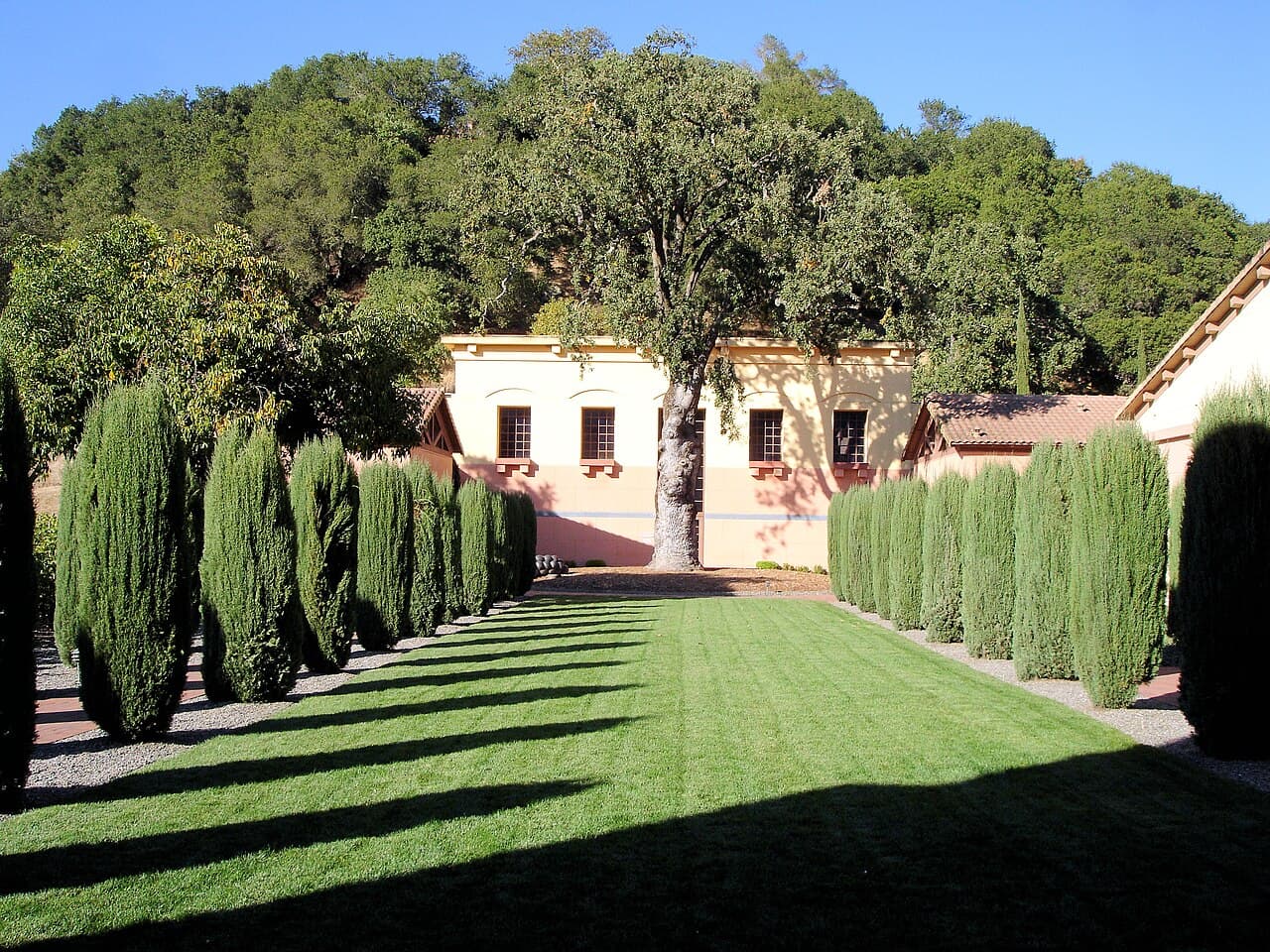 Clipped Italian cypresses lining a long lawn toward the ochre Clos Pegase winery building beneath a big oak