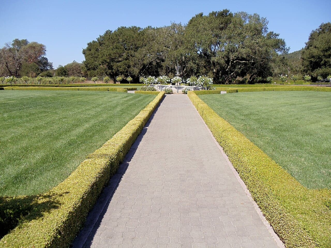 Paved path between clipped hedges and striped lawns leading to the grove of old oaks at Ledson Winery