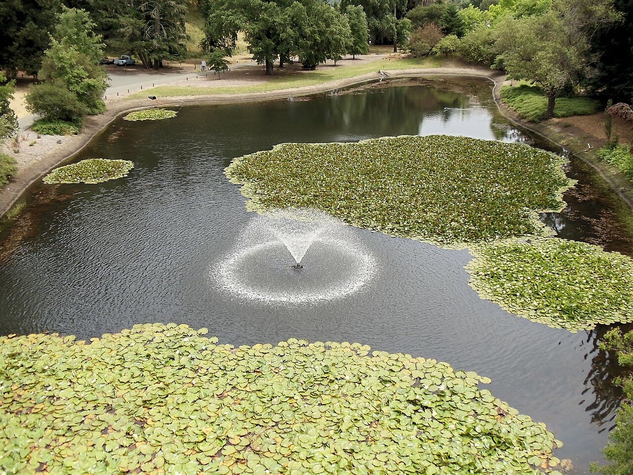 Lily pads and a splashing fountain on the pond at Sterling Vineyards, seen from above