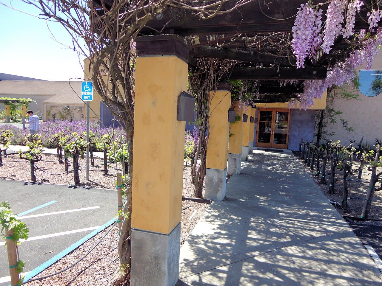 Wisteria-draped pergola walkway beside young vines and lavender at Whitehall Lane Winery