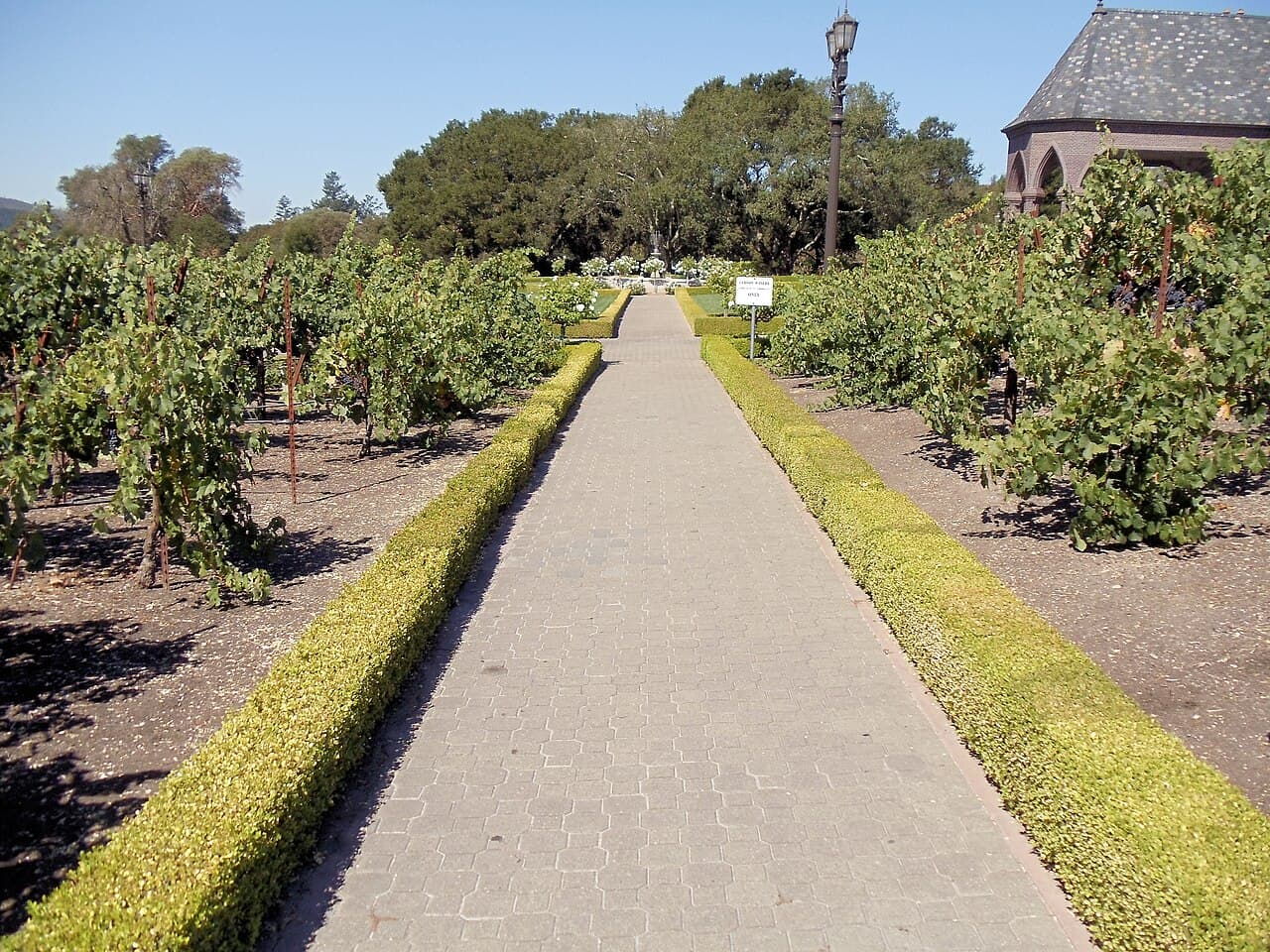 Hedge-lined path through the vineyard toward the oaks and the edge of the Ledson castle