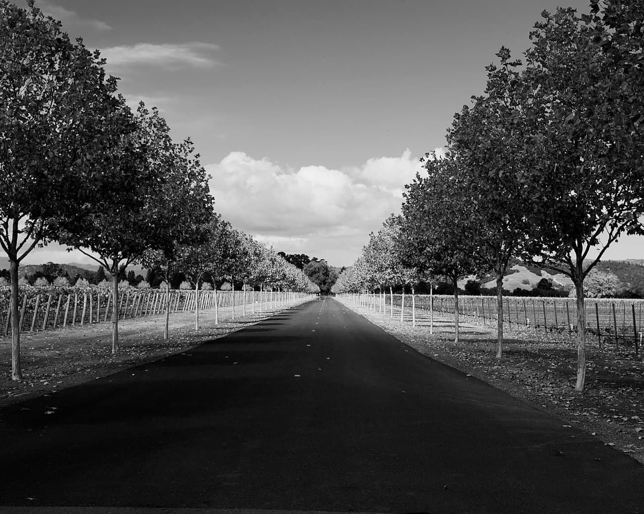 Black-and-white view down the tree-lined entrance drive between vineyard rows at Trefethen Vineyards