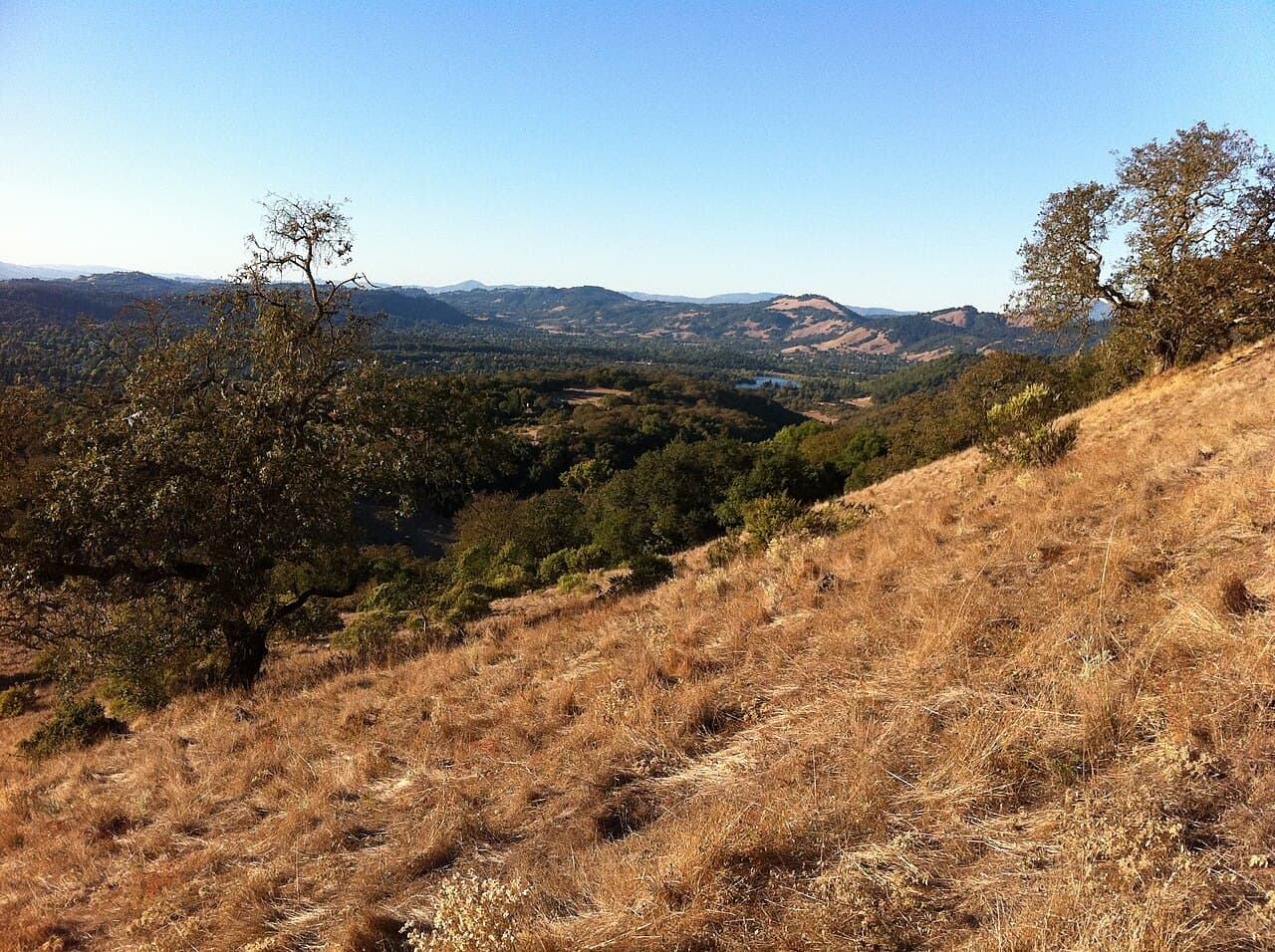Golden grassy hillside with oaks overlooking wooded valleys in Trione-Annadel State Park