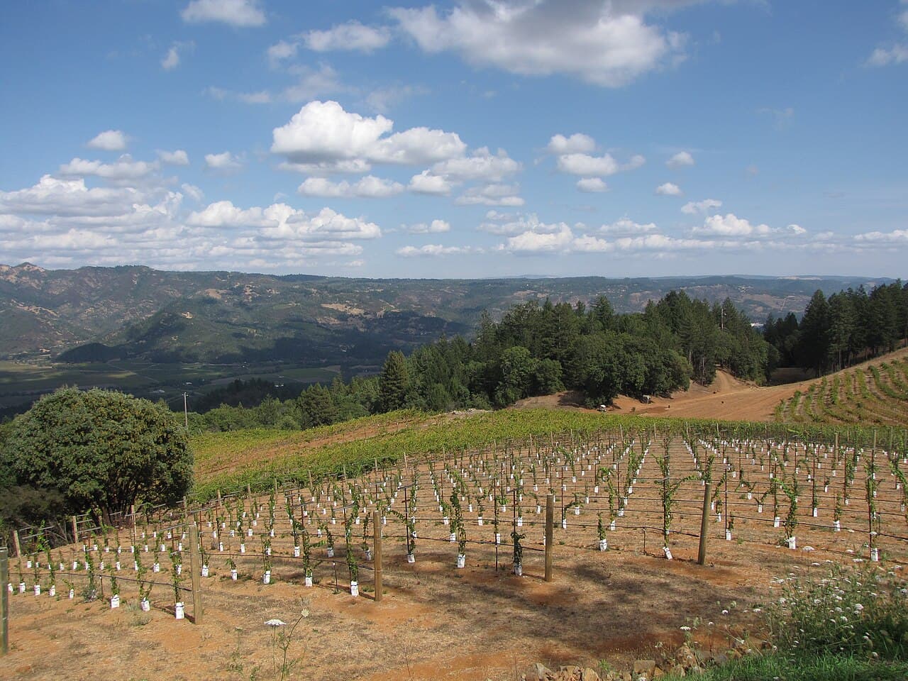 Young vines on a steep Spring Mountain slope above Smith-Madrone, looking out over forest and ridges toward the Napa Valley
