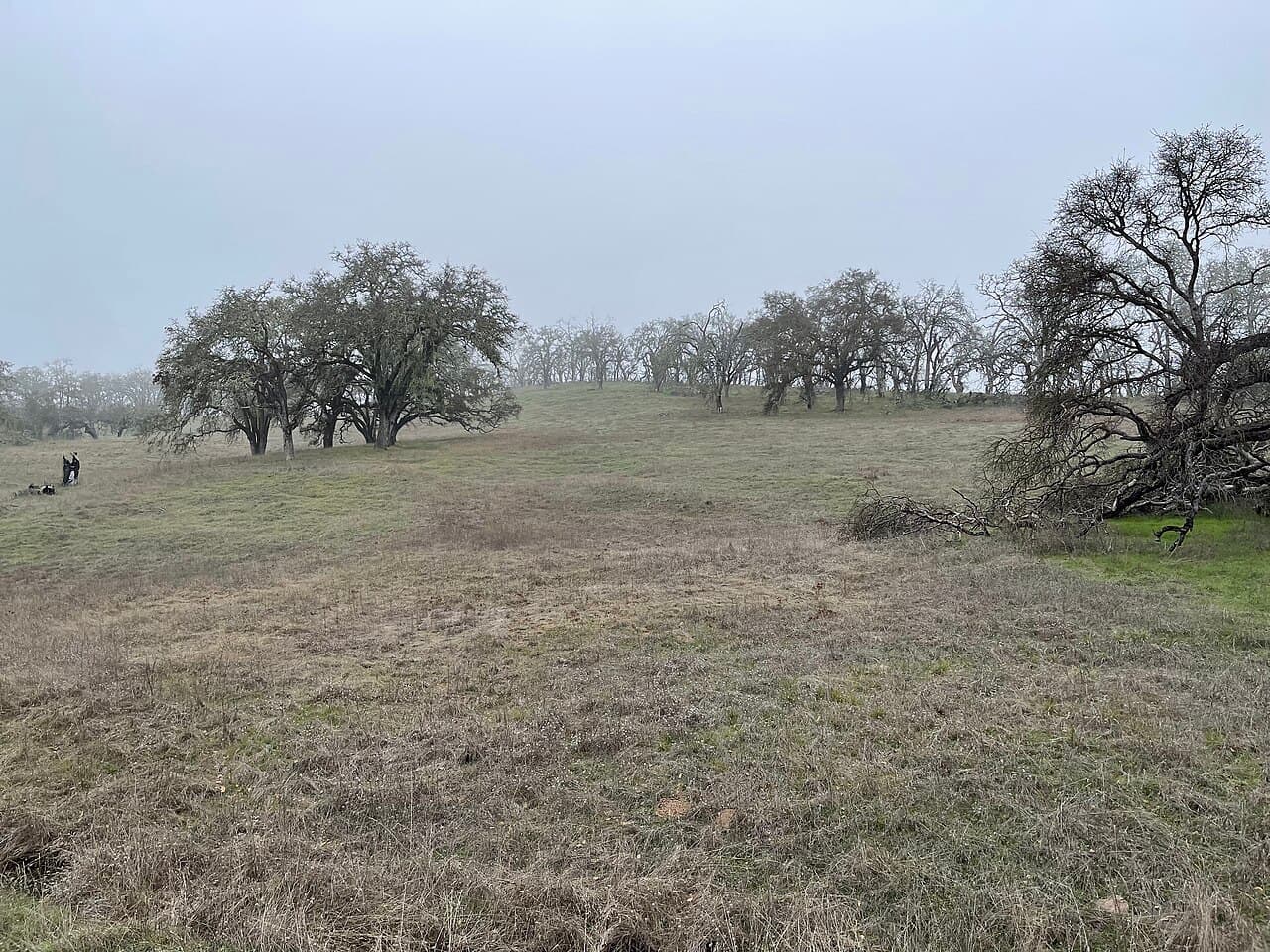 Open meadow dotted with big valley oaks under winter fog at Sonoma Valley Regional Park